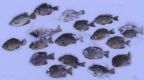 12) 0.75 SCUD BUGS- ICE FISHING PLASTICS/PANFISH/BLUEGILL CRAPPIE/10  COLORS
